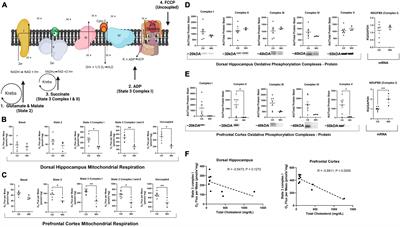 Western diet-induced obesity results in brain mitochondrial dysfunction in female Ossabaw swine